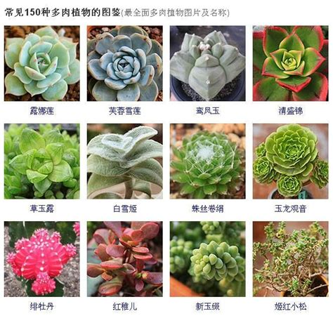 傘狀花序|傘形花序代表植物有哪些 常見傘形花序植物品種